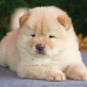 Iffy Chow-Chow