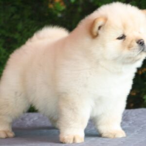 Ilman Chow-Chow