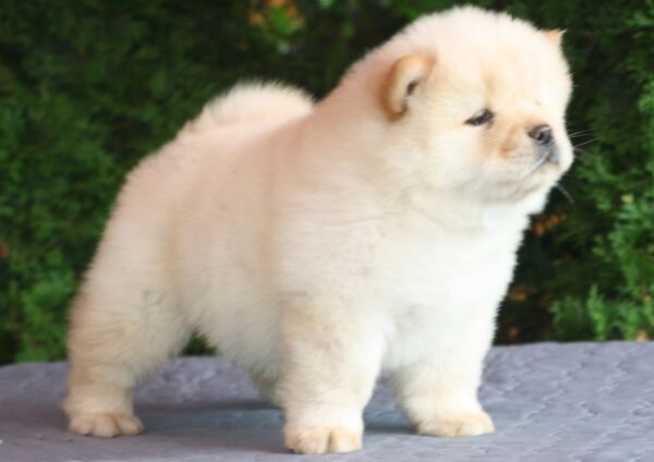 Ilman Chow-Chow