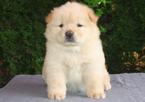 Ilman Chow-Chow