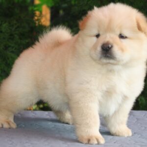 Ilman Chow-Chow