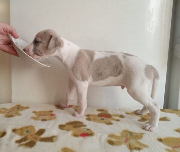 Imperial Whippet