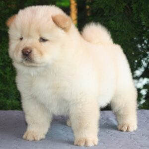 Indiana Chow-Chow