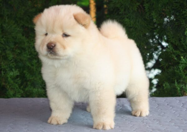 Indiana Chow-Chow