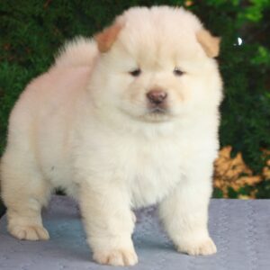 Indiana Chow-Chow