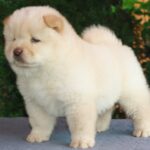 Indiana-male-chow-chow-puppy-for-sale-1 (3)