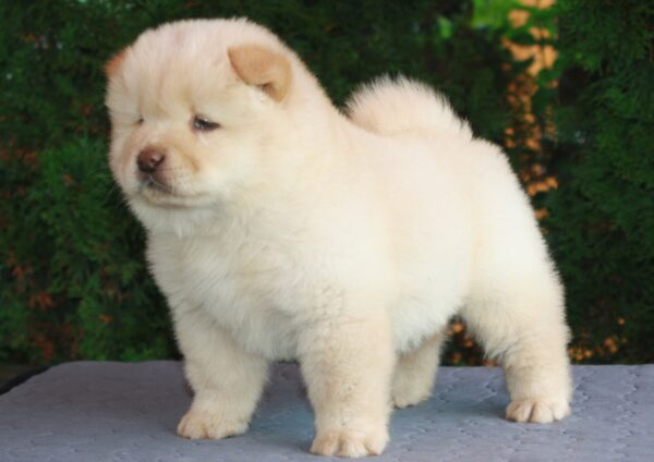 Indiana Chow-Chow