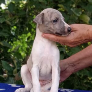Iron Whippet