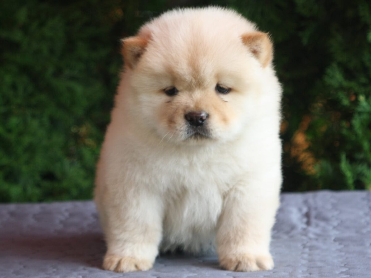 Cream Smooth Coat Chow Chow Cream Female Chow Chow Puppies For