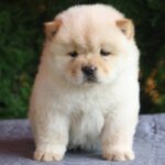 Iffy Chow-Chow