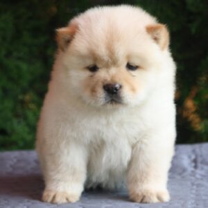 Ista Chow-Chow