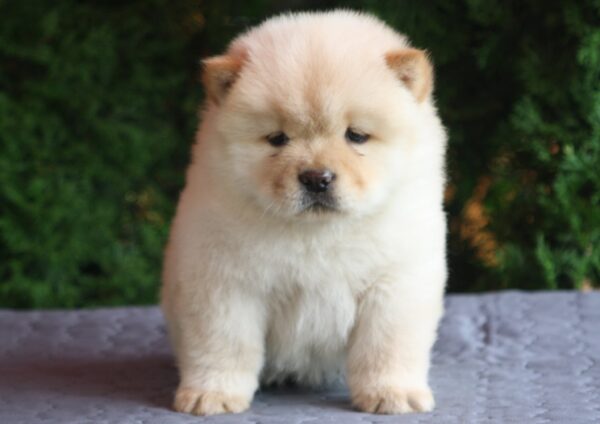 Ista Chow-Chow