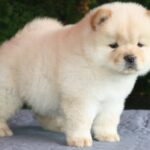 Ista-female-chow-chow-puppy-for-sale-1 (2)