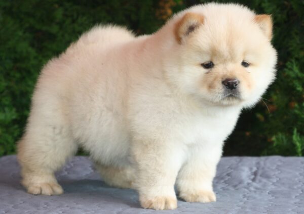 Ista Chow-Chow