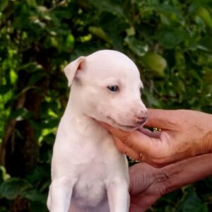Itsa Whippet