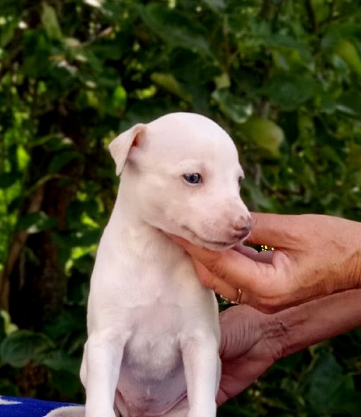 Itsa Whippet