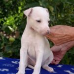 Ivor-male-Whippet-puppy-for sale-1