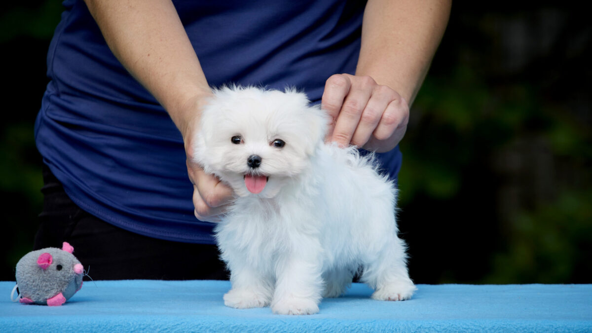 Dog Breeds Maltese Puppy Near Me Maltese Terrier Puppies For Sale - Main Image