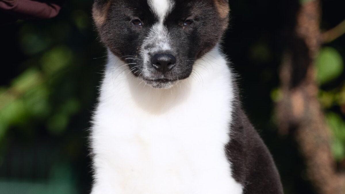American Akita Dogs and Puppies for sale