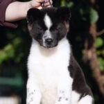Ditta American Akita