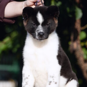 Jazz American Akita