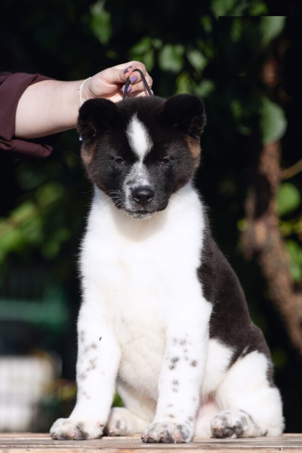 Jazz American Akita