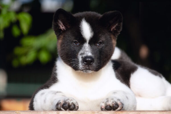 Jazz American Akita