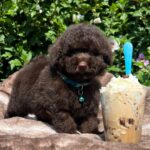 Missy Miniature Poodle