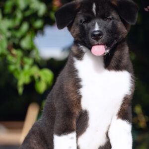 John American Akita