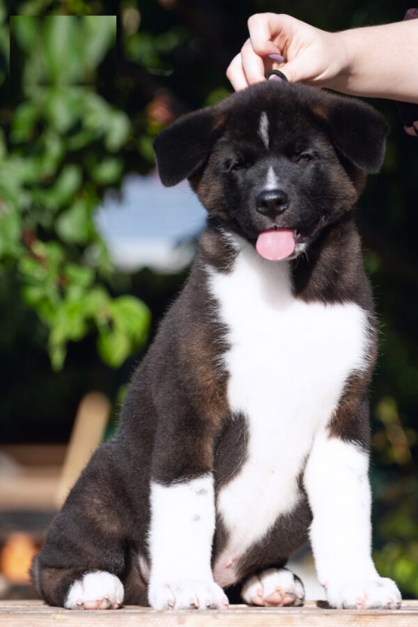 John American Akita