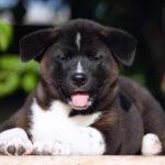 Dipsy American Akita