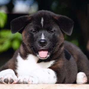 John American Akita