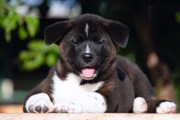 John American Akita