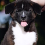 John-male-American-Akita-puppy-for-sale-1 (3)