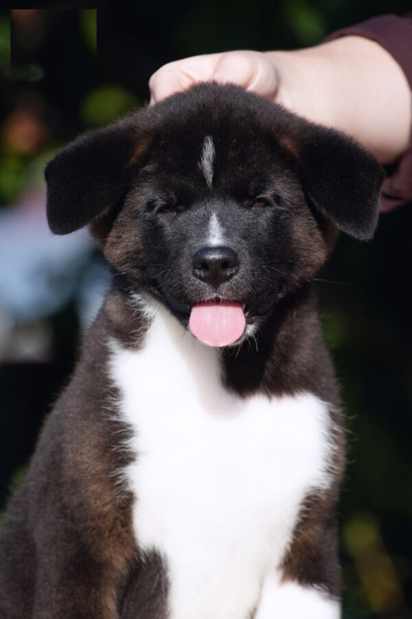 John American Akita