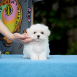 Jonny-male-Maltese-puppy-for-sale-2