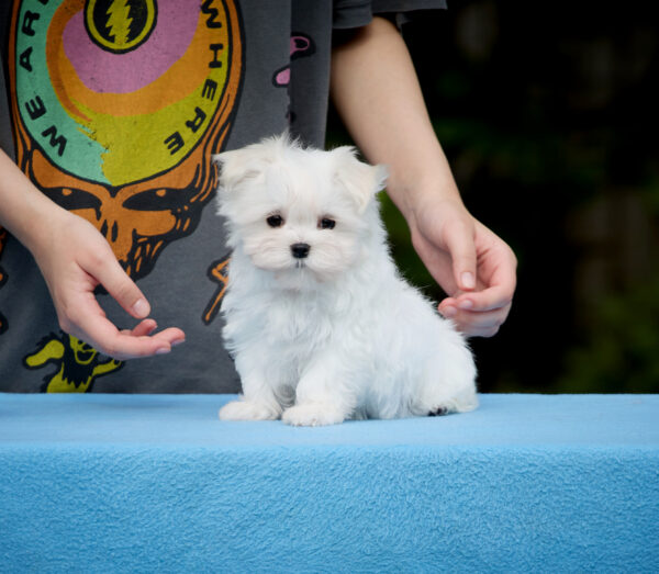Jordan Maltese