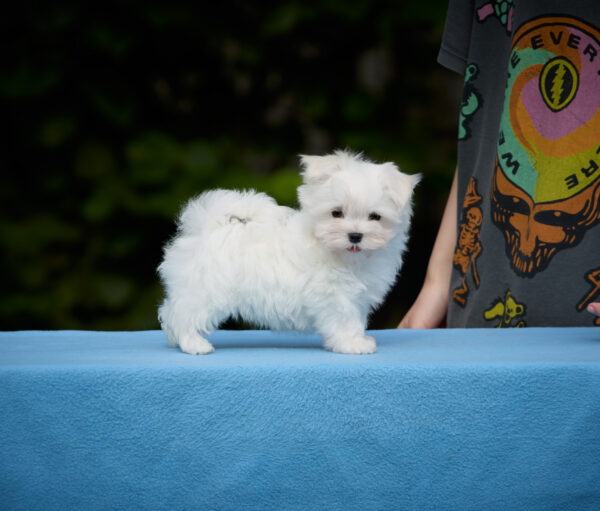 Jordan Maltese