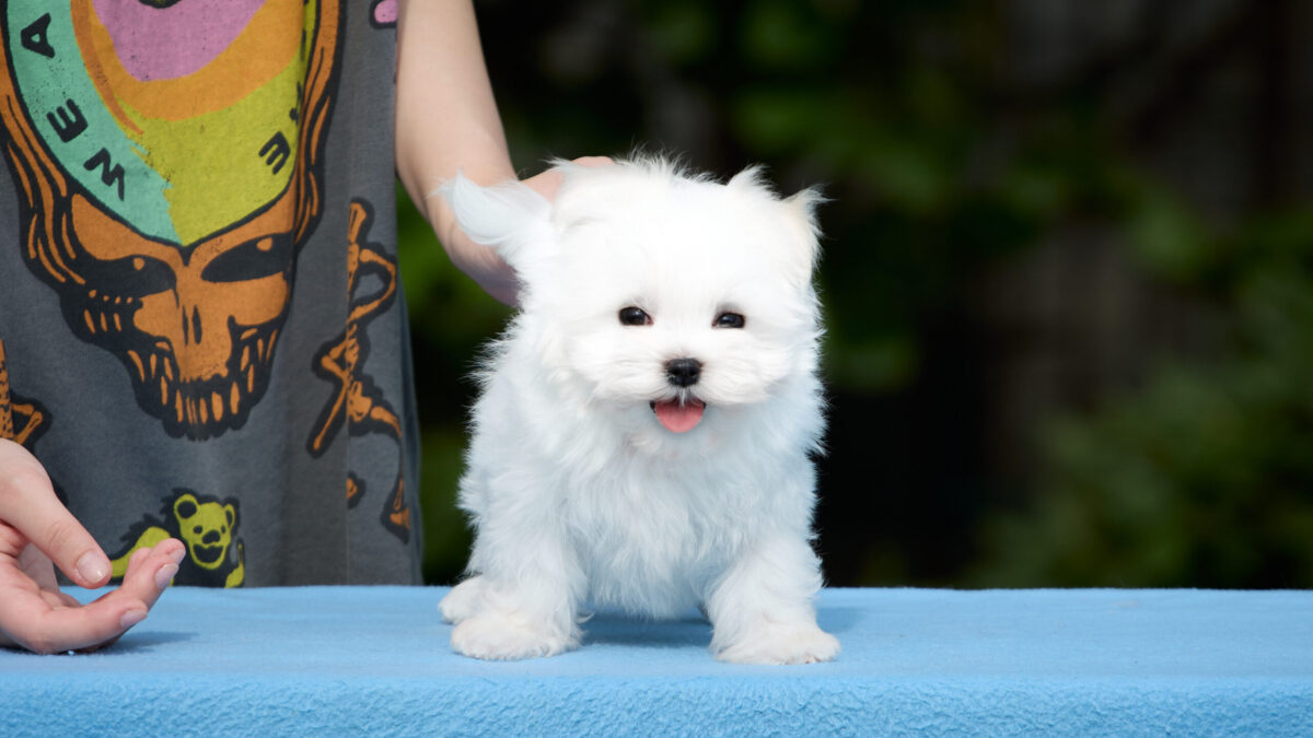 Portrait Miniature Maltese Puppies For Sale Maltese Dog For Sale