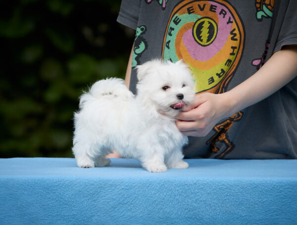 Jordan Maltese