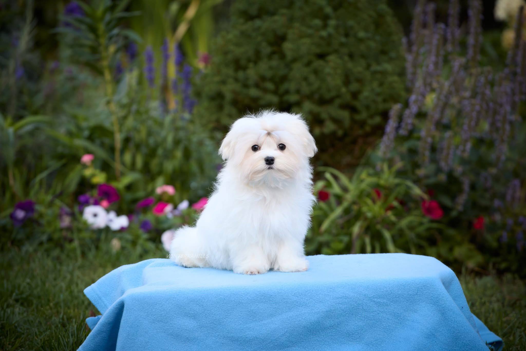 Maltese Small Puppy Cost Breeds Maltese Dog Lap Dogs Types Of