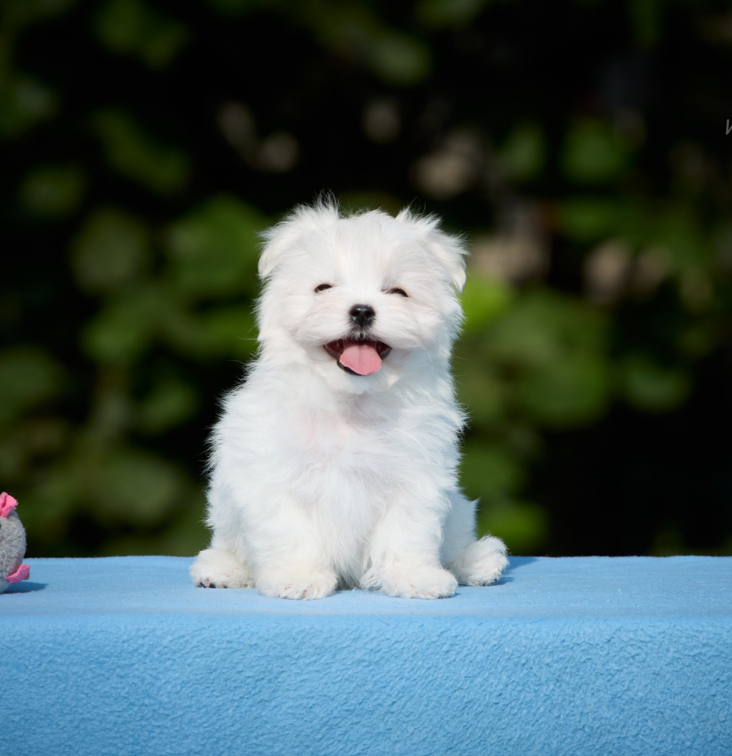 Maltese Bolognese Puppy Price Maltese Hypoallergenic Dogs Cost