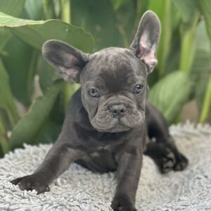 Joule French Bulldog