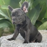 Joule-male-french-bulldog-puppy-for-sale-1 (2)