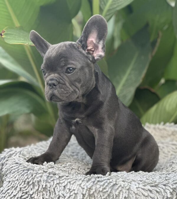 Joule French Bulldog