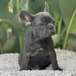 Joule-male-french-bulldog-puppy-for-sale-1 (3)