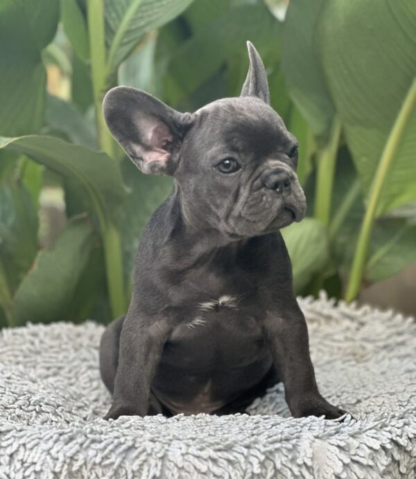 Joule French Bulldog
