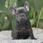Joule-male-french-bulldog-puppy-for-sale-1 (4)