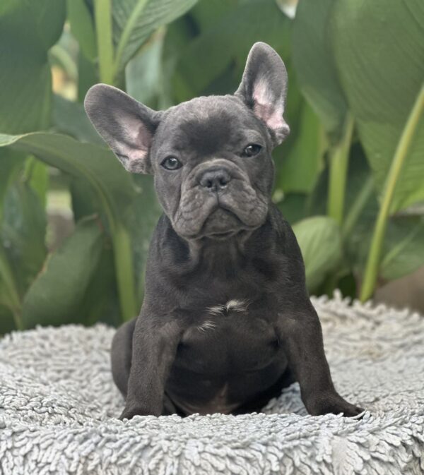 Joule French Bulldog