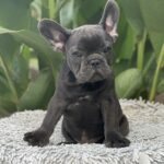Joule-male-french-bulldog-puppy-for-sale-1 (5)
